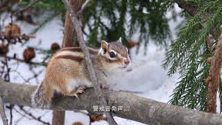 エゾシマリス 3月14日 その2