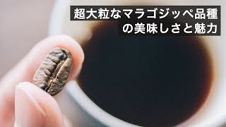 超大粒なコーヒーの品種「マラゴジッペ」とは