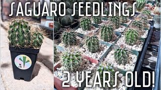 My Saguaro seedlings turned 2 years old! | Let's re-pot this cutie and visit its siblings