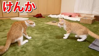 仲良しな子猫があるものをめぐって激しく喧嘩します。【保護猫】