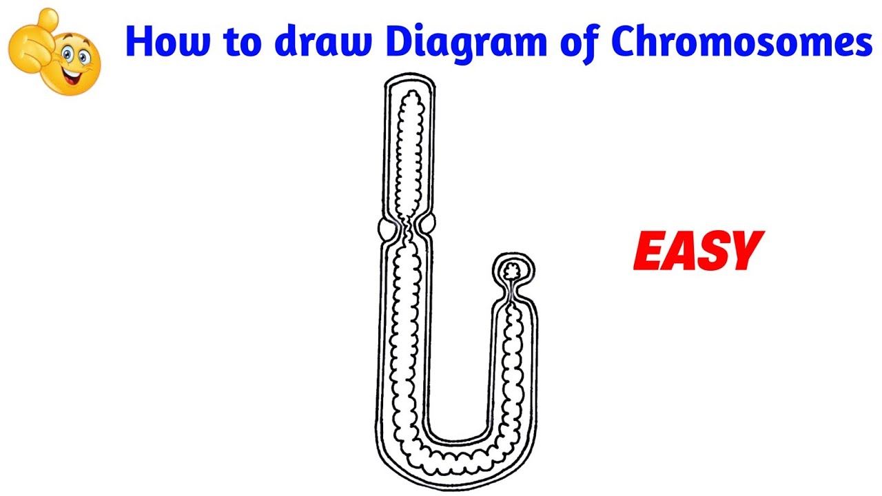 How To Draw Chromosome | How To Draw Chromosome Easily - YouTube