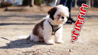 Walked my puppy for the first time.【Shih Tzu】