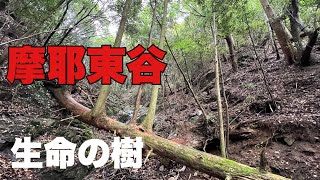 【摩耶東谷】里山バリルートの先、まさに秘境