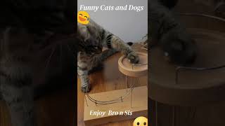 best funny cats and dogs videos 2023 - funniest cats and dogs videos #3