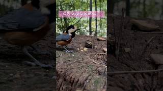 ヤマガラさんのアフタヌーンティー風 クルミバイキング #shorts #ヤマガラ #birds #かわいい