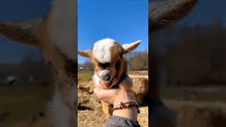 goat's kid sound #shorts #viral #animals #petlover #animalsounds #shortsvideo #ytshorts #bakra