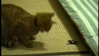 セミで遊ぶ猫