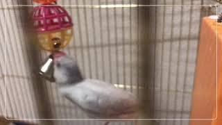 おもちゃで遊ぶ文鳥　Java sparrow