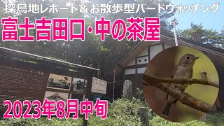 富士吉田口・中の茶屋の探鳥地レポートです　コサメビタキかサメビタキか　2023年8月中旬