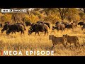 Ultimate Predators: Fear on the Savannah(SPECIAL EPISODE) | Nature Animal Documentary