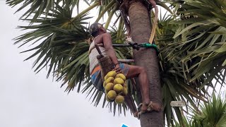 இசியா நுங்கு வெட்டுவது எப்படி |palm fruit cutting and eating skill| cutting method for palm fruit.