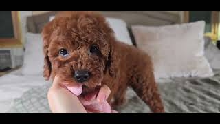 F1B Cavapoo Puppy