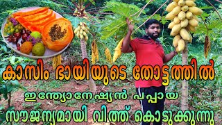 Kuttippuram Organic Fruits Kasim Bhai |300 അധികം വിദേശ പഴങ്ങൾ വീട്ടുമുറ്റത്ത് കൃഷിചെയ്ത് ശ്രദ്ധ നേടി