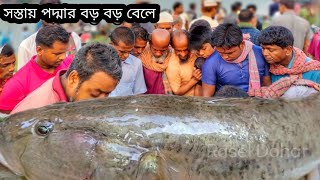 সস্তায় পদ্মার বাইল্লা ও চিংড়ি | today fish market video | wholesale fish price | Maghulabazar Dohar