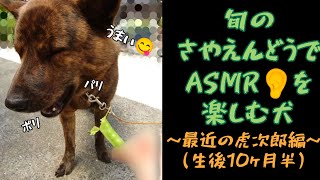 【甲斐犬 虎次郎】旬の野菜でASMRを楽しむ犬【中虎 赤虎 生後10ヶ月半 一応まだ子犬】