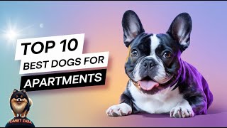 Top 10 Best Dog Breeds for Apartment Living -  Planet Zara's Pawsitive Vibes Unleashed!