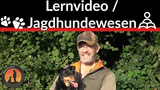 Der Hund entstand aus dem Wolf! Jagdhunde / Urvater / Systematik / Entstehung | Hundeschule U.B.