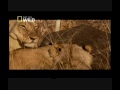 LIONS BEHAVING BADLYNAT GEO WILDjuly2009 With Arabic Subtitle   SaFTaZeeN