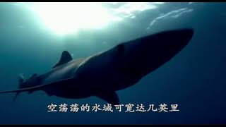 蓝色星球5分钟短片Blue（内置中文字幕） BBC The Blue Planet trailer Screen Recording 2023 11 23