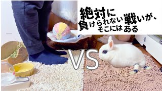 【Rabbit】Rampaging during mat change! Owner vs Komugi's ruthless battle