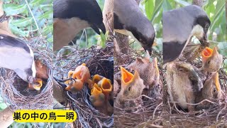 The moment of the baby bird's struggle - 生き残ろうと奮闘するヒナ鳥の全瞬間