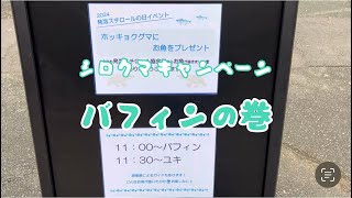 シロクマキャンペーン🐻‍❄バフィン編ʕ•ᴥ•ʔ発泡スチロール協会からのプレゼント🎁浜松市動物園のホッキョクグマ