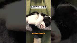 猫の寝言が可愛いすぎる