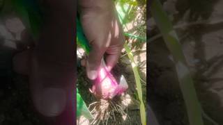 பெரிய வெங்காயம் பல்லாரி வெங்காயம்#onion#organic#funny#agri#farming#shortvideos