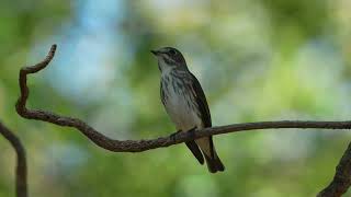 Grey-streaked Flycatcher