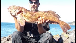 20 lb Lingcod Caught From Shore (Pic Vid) - Fishing Victoria, B.C.