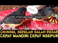 TROTOL CEPAT MANDIRI CEPAT MAKAN VOER‼️DI USIA 14 HARI SUDAH MULAI PINTAR MAKAN SENDIRI‼️TIDAK MANJA