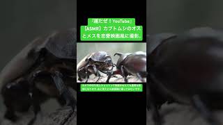 【ASMR】カブトムシのオスとメスを恋愛映画風に撮影。 #sdgs #クワガタ #虫の音 #asmrsounds #asmr #昆虫 #虫の声 #asmrchewing #insects #虫の鳴き声