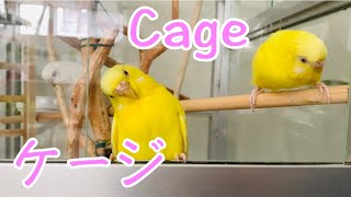 【budgies updateセキセイインコ】About Cagesケージの説明#budgies＃セキセインコ＃セキセイインコ のケージParakeets#ウロコインコ＃petgoat