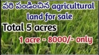 1 ఎకరాల భూమి కేవలం 8000 మాత్రమే || total 5 acres land for sale || agriculture land for sale ||