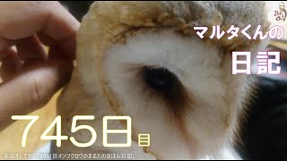 お迎えしてから745日目vlog　メンフクロウのマルタのほほん日記。＃メンフクロウのまるたくん＃メンフクロウのまるたくんと仲間達