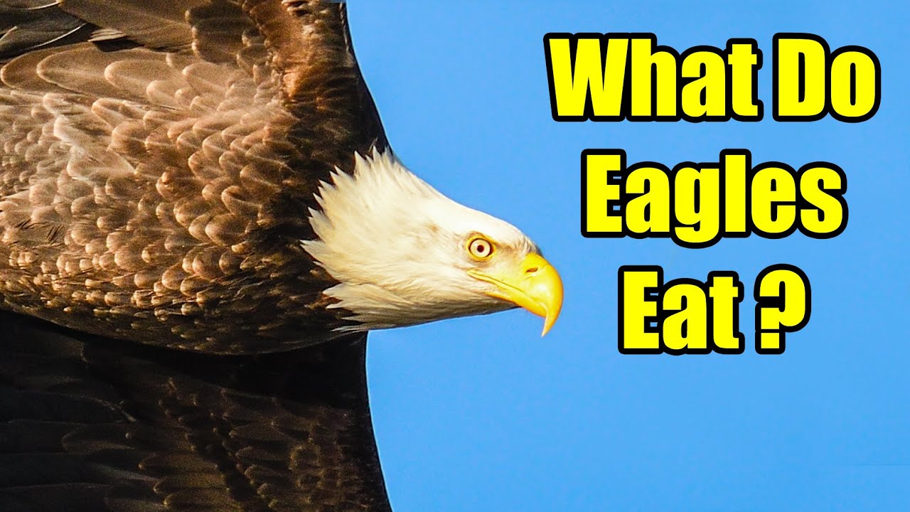 What Do Eagles Eat? – Bald Eagle Diet - YouTube