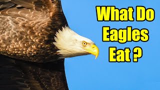 What do Eagles Eat? – Bald Eagle Diet