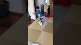 飼い主なのに追われる / 少年子犬 パピヨン#shorts #パピヨン #子犬 #puppy