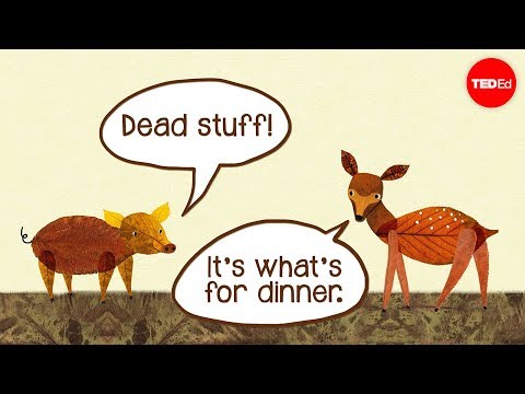 Why is it important to have plants animals and decomposers in your food web?