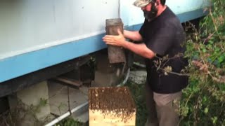 The Perfect Bee Removal