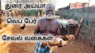 Dhurai ayya seval vagikkal\u002650 வருட அனுபவம் துரை அய்யா வெப்பேர் சேவல் வகைகள்@karurkattusevalvlogs