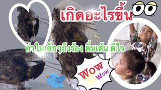 แม่นกป้อนอาหารลูกนก #นกทำรังที่บ้าน#ครั้งแรกที่เห็นต่อหน้าต่อตา #สาวสารคามสะใภ้มาเลย์มุสลิม