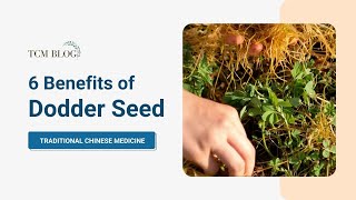 6 Benefits of Dodder seed (Tusizi) | Traditional Chinese Medicine | TCMBLOG