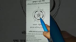 सोलेनेसी कुल का पुष्पी चित्र एवं सूत्र||solanaceae family floral diagram and formula explained