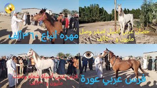 فرس عربي عورة👁️😱حصان عربي أصيل اصفر وصل مليون و ٥٠٠ألف🐎فرس عربي أصيلة شعله وصلت مليون و٣٠٠ألف🐎