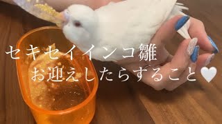 セキセイインコのお迎え初日！