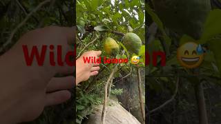 Wild lemon at riverside #viral #shorts