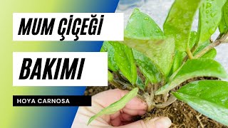 Hoya Carnosa 🌸  Mum Çiçeği Bakımı Püf Noktaları | Ev Yeşili