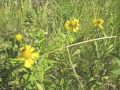 sneezeweed helenium autumnale