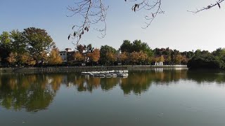 【迅速に魚を２回も食べました🐟】ダイサギ　きょうの浮間公園６終（２０２４年１１月１３日（水）撮影）